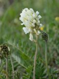 Astragalus australis